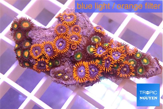 Zoanthus oxyoides + Zoanthus orange 4-5 cm WYSIWYG acclimaté
