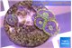 Zoanthus neon magician blue 5 polyps WYSIWYG acclimaté