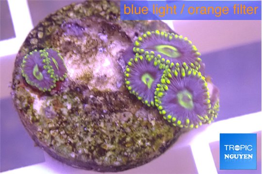 Zoanthus neon magician blue 5 polyps WYSIWYG acclimaté