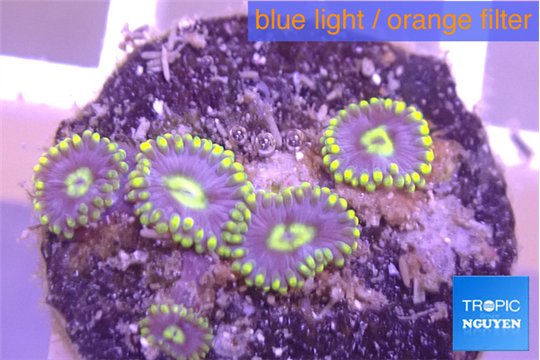 Zoanthus neon magician blue 5 polyps WYSIWYG acclimaté