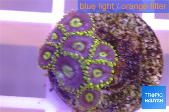 Zoanthus neon magician blue 8 polyps WYSIWYG acclimaté
