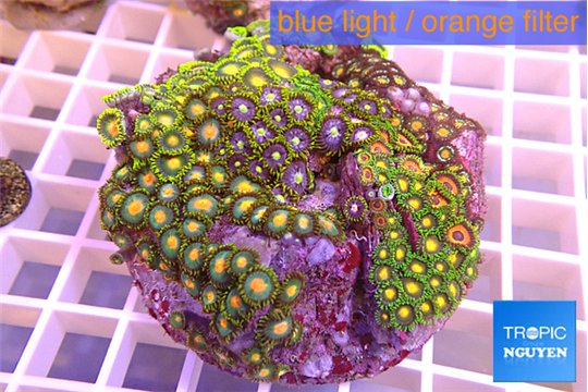 Zoanthus graden mix color 8-11 cm WYSIWYG acclimaté