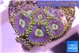 Zoanthus neon magician blue 7-8 polyps WYSIWYG acclimaté