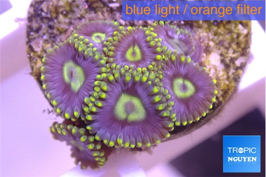 Zoanthus neon magician blue 7-8 polyps WYSIWYG acclimaté