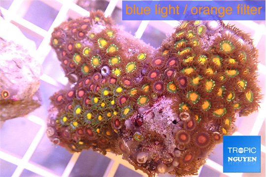 Zoanthus mix color 5-6 cm WYSIWYG acclimaté