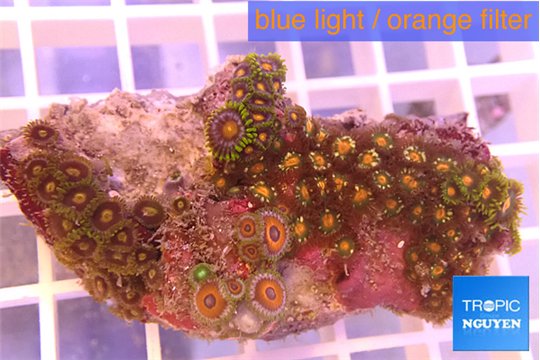 Zoanthus red spot + Zoanthus orange 5-6 cm WYSIWYG acclimaté