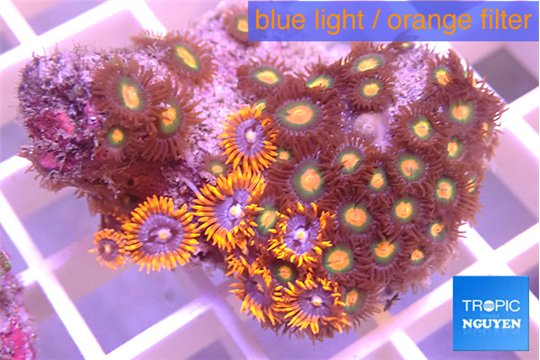 Zoanthus red blue + Zoanthus orange 3-5 cm WYSIWYG acclimaté