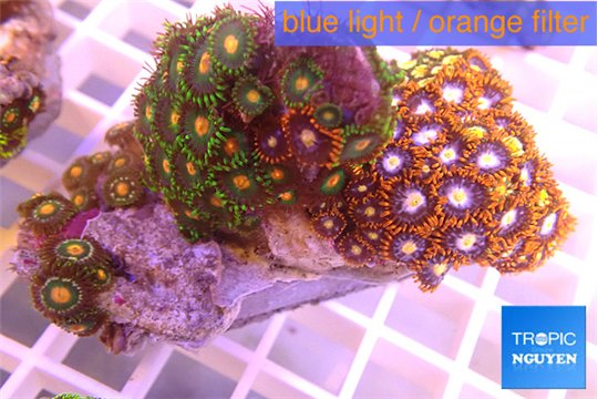 Zoanthus garden mix color 5-6 cm WYSIWYG acclimaté