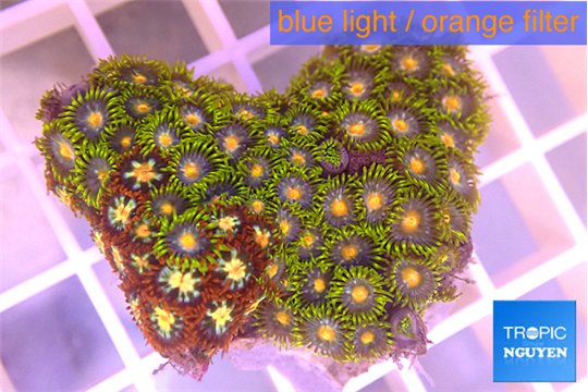 Zoanthus mix color 3-4 cm WYSIWYG acclimaté