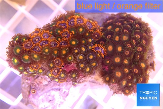 Zoanthus garden mix color 5-6 cm WYSIWYG acclimaté