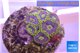 Zoanthus neon magician blue 7-8 polyps WYSIWYG acclimaté