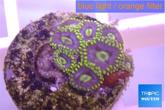 Zoanthus neon magician blue 7-8 polyps WYSIWYG acclimaté