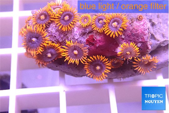 Zoanthus red blue 2-4 cm WYSIWYG acclimaté