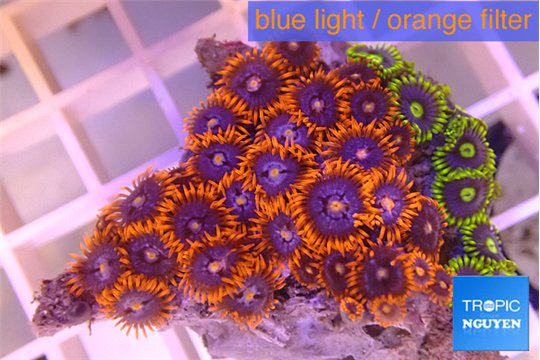 Zoanthus red blue 3-5 cm WYSIWYG acclimaté