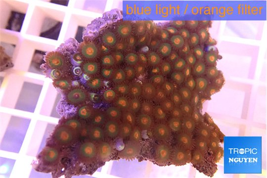 Zoanthus orange 3-5 cm WYSIWYG acclimaté