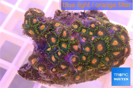 Zoanthus rainbow 3-5 cm WYSIWYG acclimaté