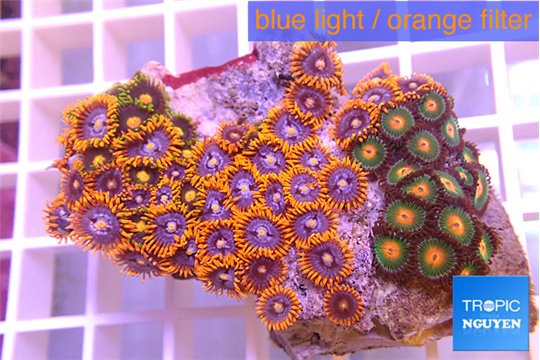 Zoanthus garden mix color 5-6 cm WYSIWYG acclimaté