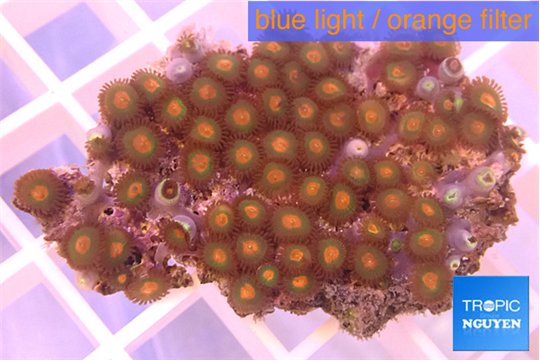Zoanthus orange 3-4 cm WYSIWYG acclimaté