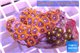 Zoanthus red spot + Zoanthus orange fusion 4-6 cm WYSIWYG acclimaté