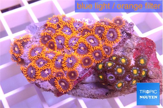 Zoanthus red spot + Zoanthus orange fusion 4-6 cm WYSIWYG acclimaté