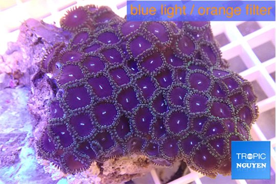 Zoanthus purple blue 4-6 cm WYSIWYG acclimaté