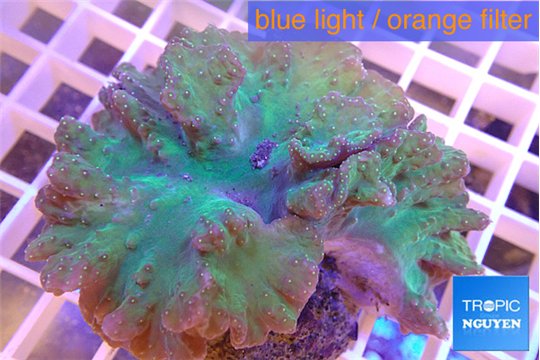 Sinularia dura green 8-12 cm WYSIWYG acclimaté