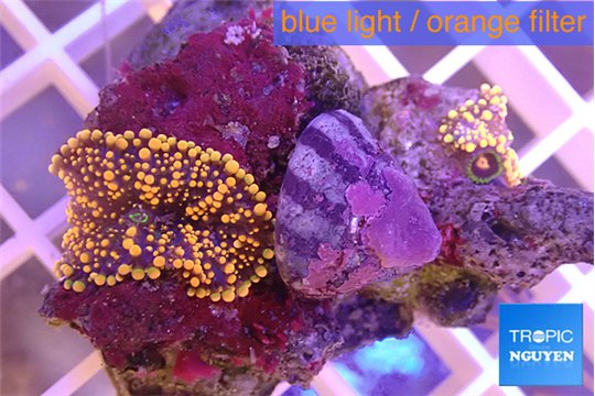 Ricordea yuma red 1 polyp WYSIWYG acclimaté