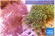 Pachyclavularia neon green + Xenia long polyps 8-14 cm WYSIWYG acclimaté