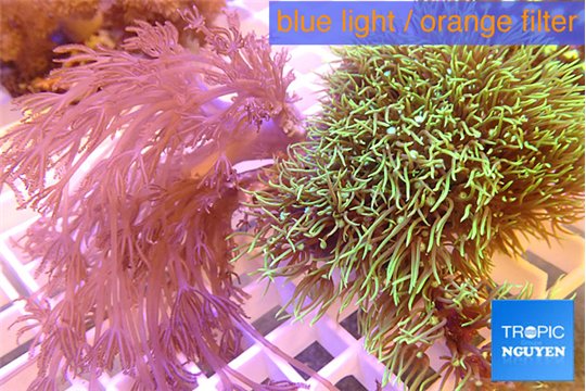 Pachyclavularia neon green + Xenia long polyps 8-14 cm WYSIWYG acclimaté