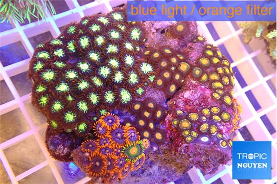 Zoanthus garden mix color 8-12 cm WYSIWYG acclimaté