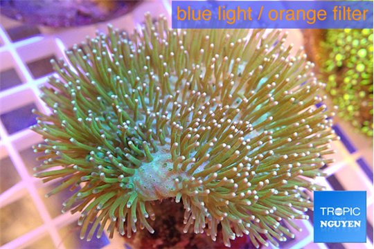 Sarcophyton polyps green & white tips 4-6 cm WYSIWYG acclimaté