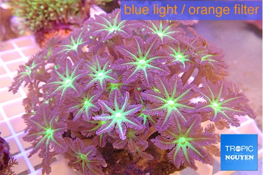 Clavularia papaya purple green 8-11 cm WYSIWYG acclimaté