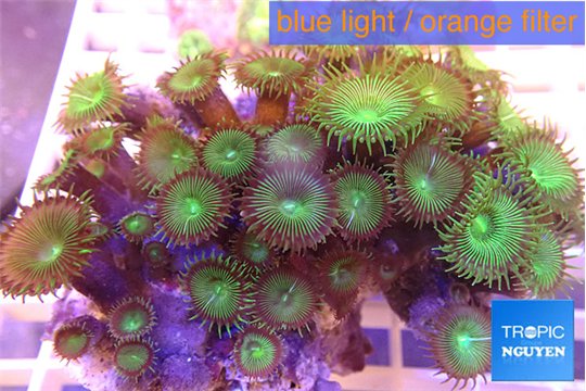 Palythoa green 7-11 cm WYSIWYG acclimaté