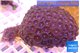 Zoanthus purple green 7-10 cm WYSIWYG acclimaté