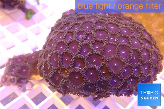 Zoanthus purple green 7-10 cm WYSIWYG acclimaté