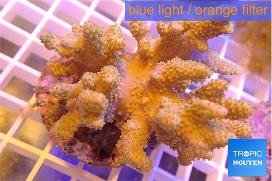 Sinularia long finger 7-12 cm WYSIWYG acclimaté