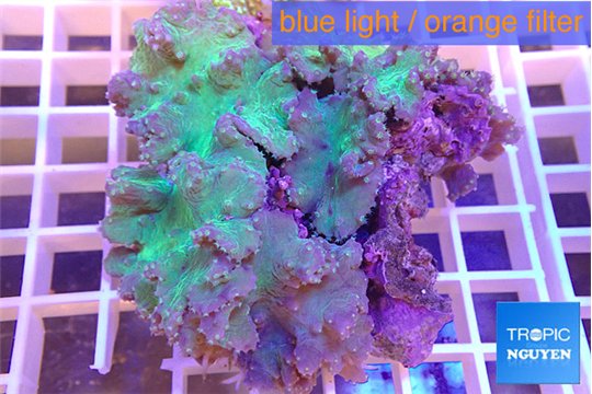 Sinularia dura green 8-12 cm WYSIWYG acclimaté