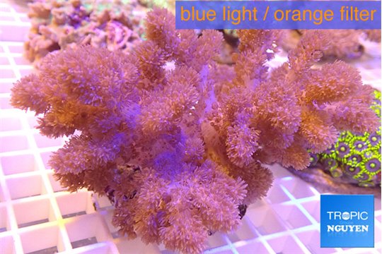 Cladellia long finger 9-14 cm WYSIWYG acclimaté