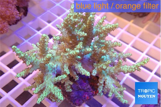 Sinularia flexibilis green 7-14 cm WYSIWYG acclimaté