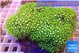 Pachyclavularia neon green 9-14 cm WYSIWYG acclimaté