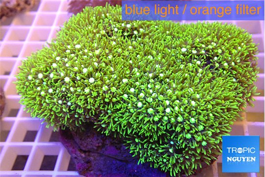 Pachyclavularia neon green 9-14 cm WYSIWYG acclimaté