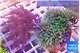 Pachyclavularia neon green + Xenia long polyps 8-14 cm WYSIWYG acclimaté