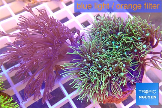 Pachyclavularia neon green + Xenia long polyps 8-14 cm WYSIWYG acclimaté