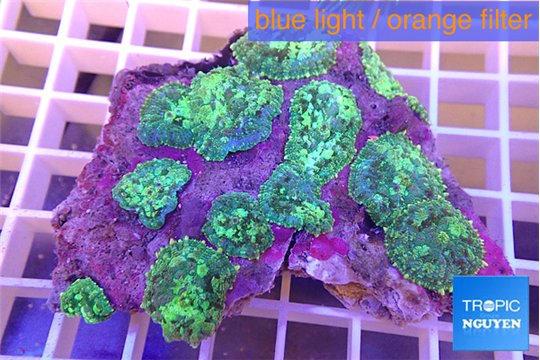 Discosoma green purple 8-14 cm WYSIWYG acclimaté