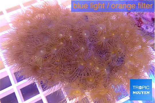 Parazoanthus gracilis yellow 8-12 cm WYSIWYG acclimaté