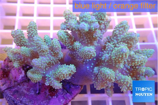 Sinularia mollis greeny 7-11 cm WYSIWYG acclimaté