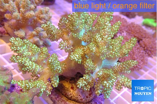 Capnella green 7-14 cm WYSIWYG acclimaté