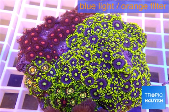 Zoanthus garden premium 8-12 cm WYSIWYG acclimaté