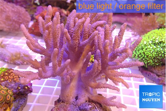 Sinularia long finger 9-15 cm WYSIWYG acclimaté