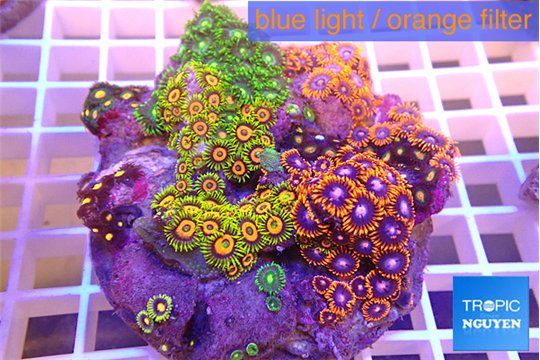 Zoanthus garden premium 8-12 cm WYSIWYG acclimaté